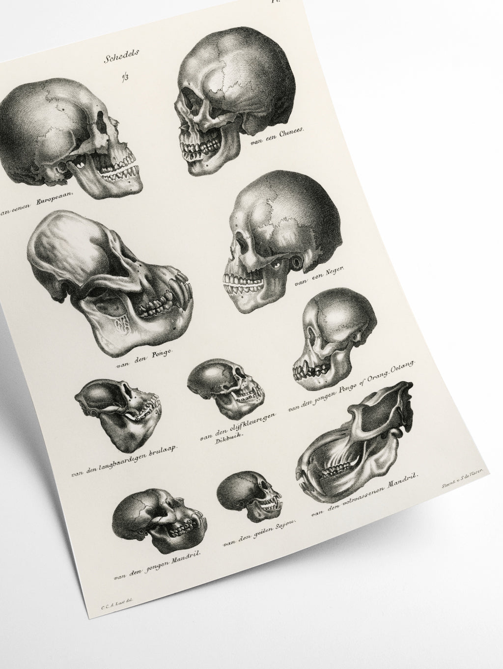 Skulls