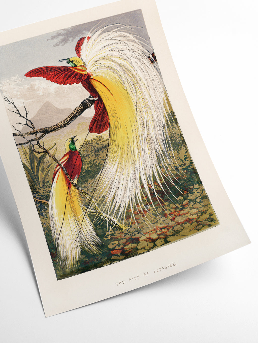 The Bird of Paradise