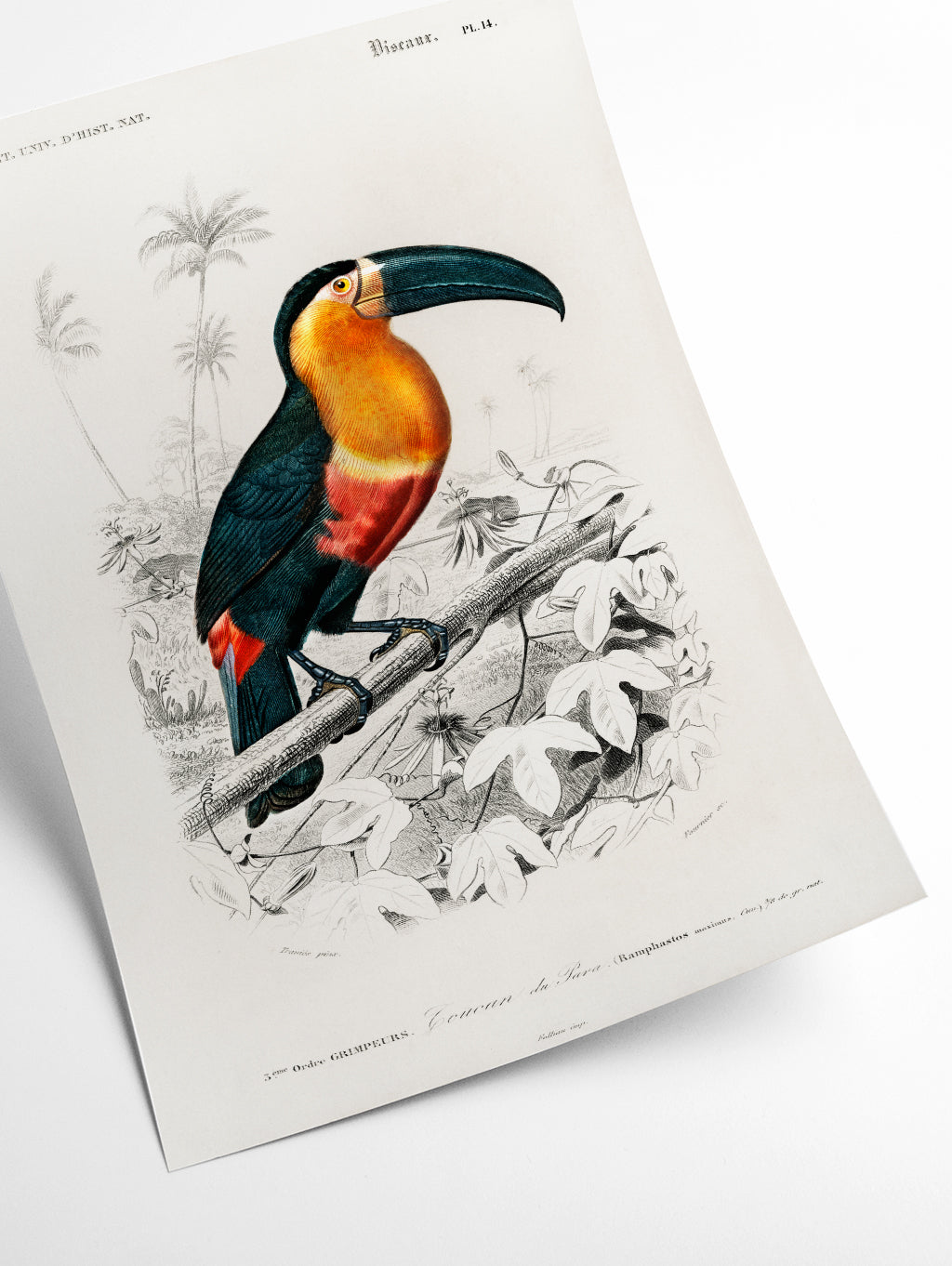 Toucan