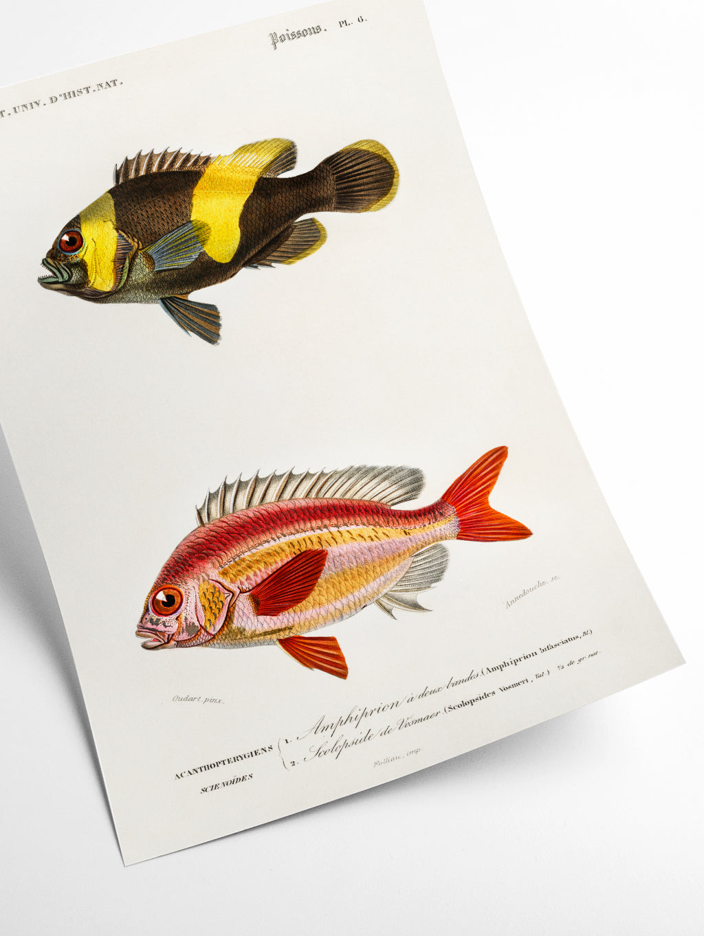 Types of Fish