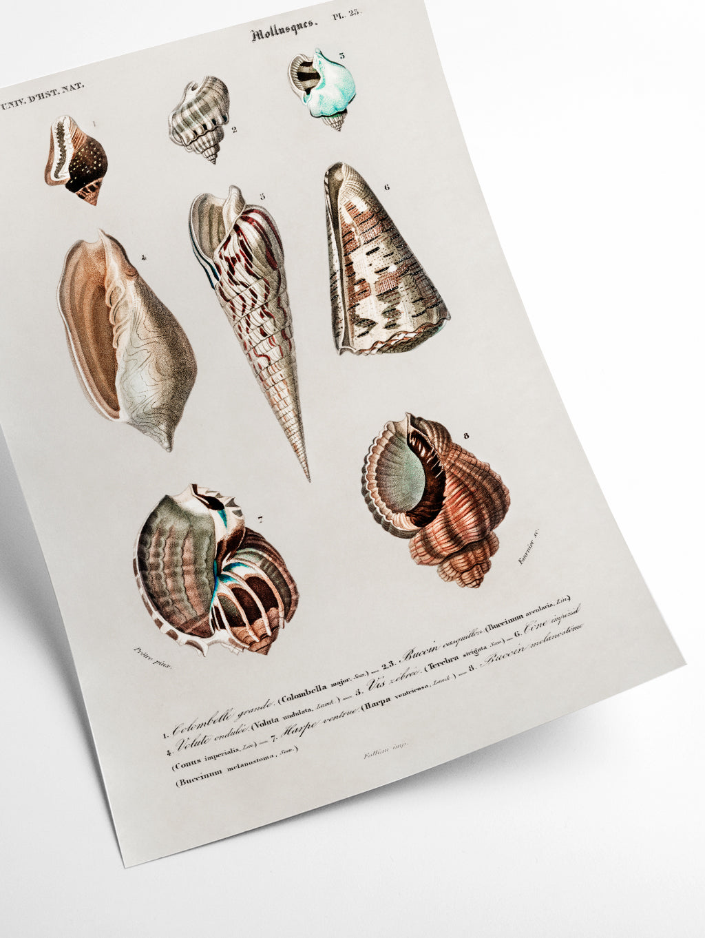Types of mollusks