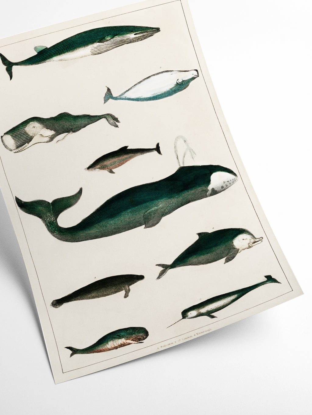 Types of Whales