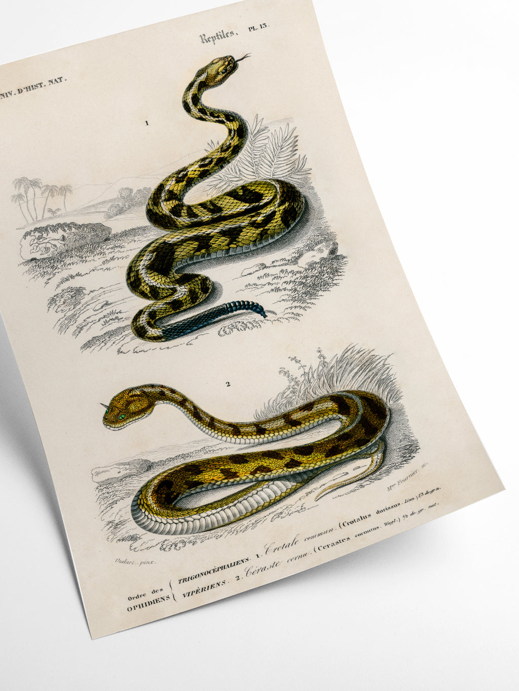 Vintage snakes II