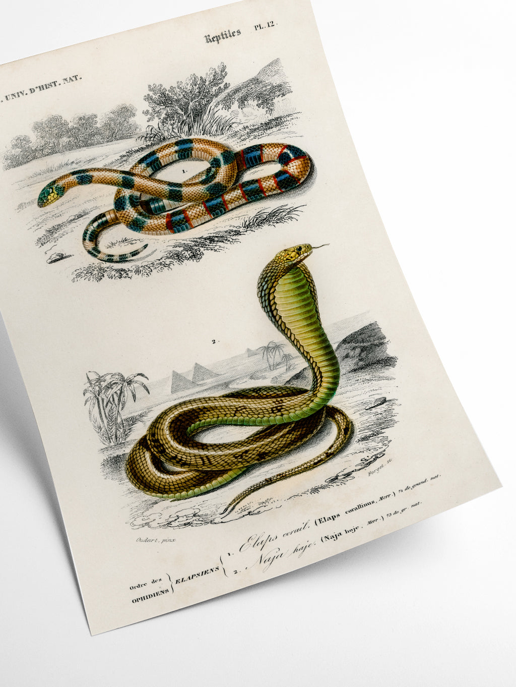 Vintage snakes