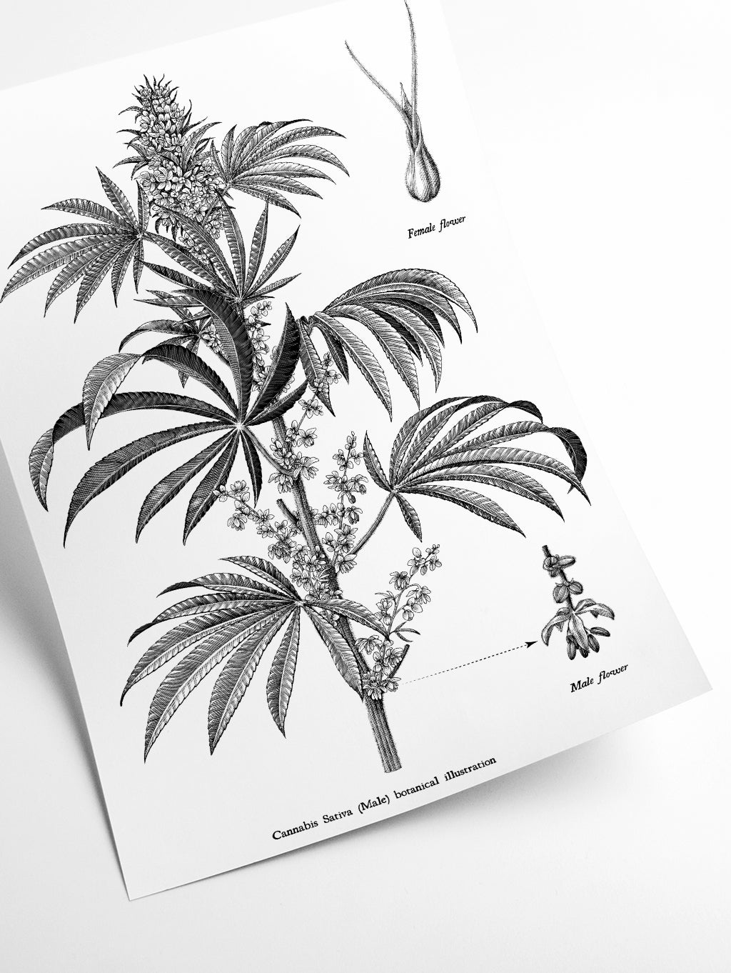 Cannabis sativa botanical illustration
