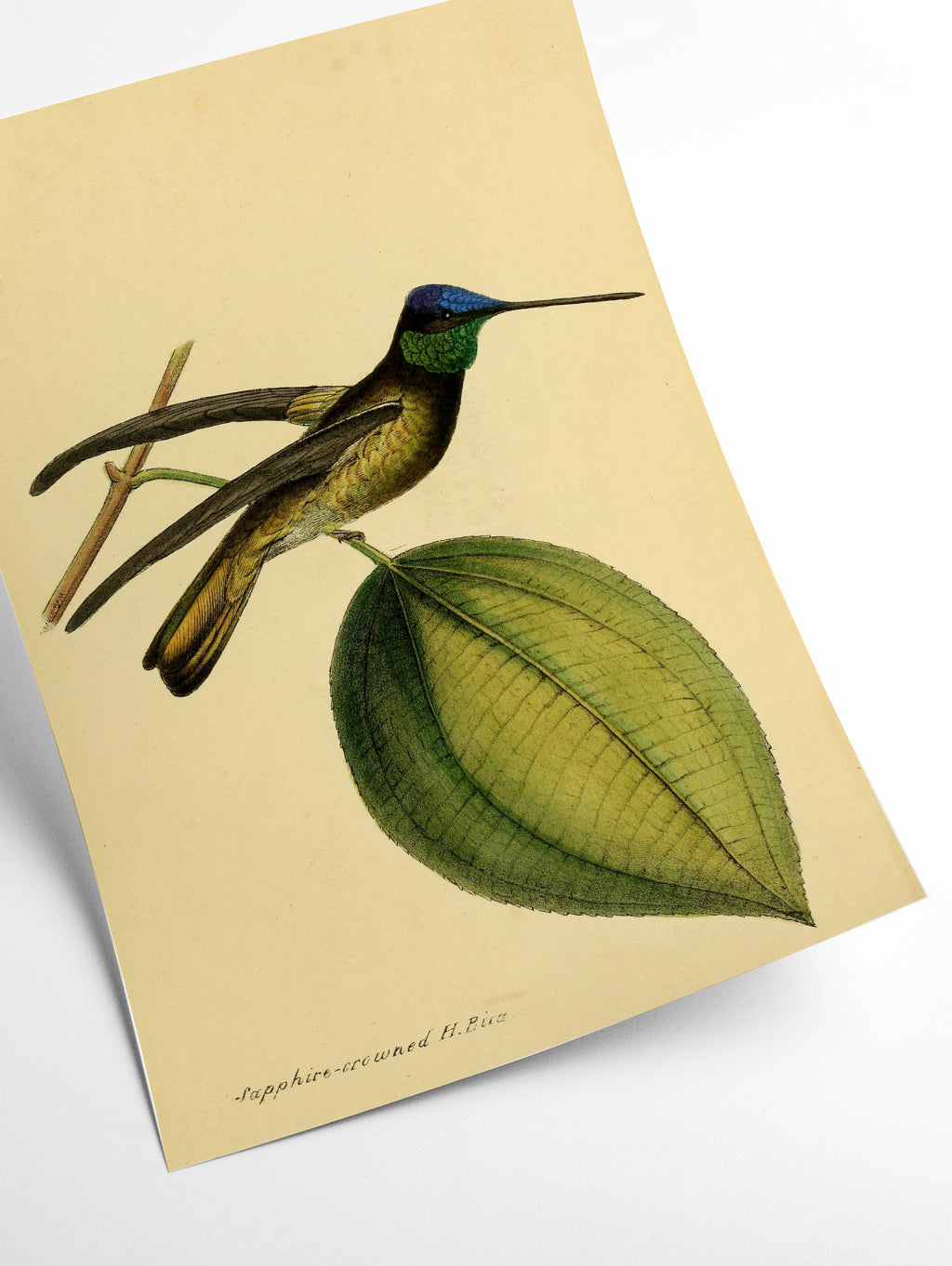 crowned humming bird