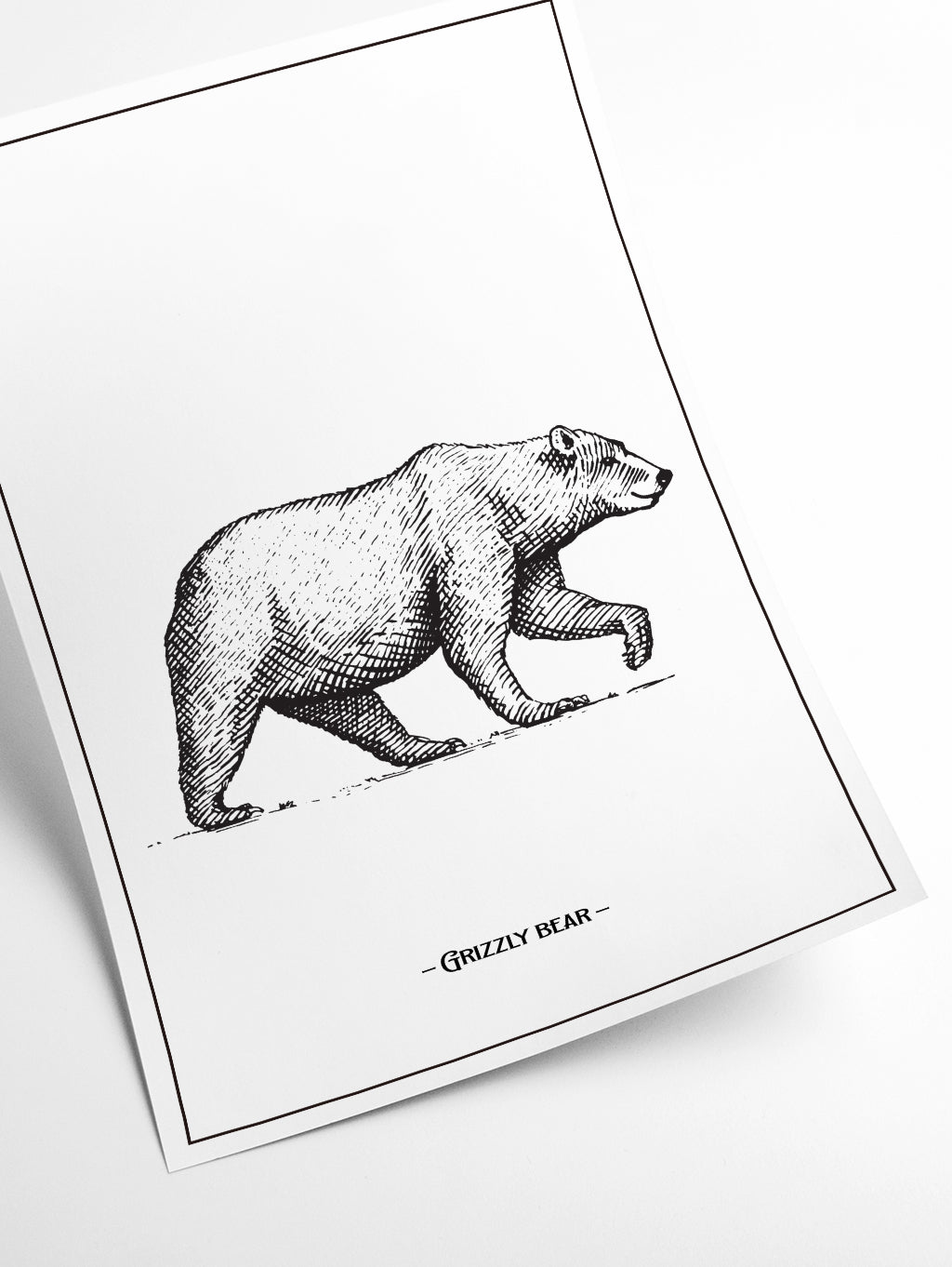 Grizzly Bear