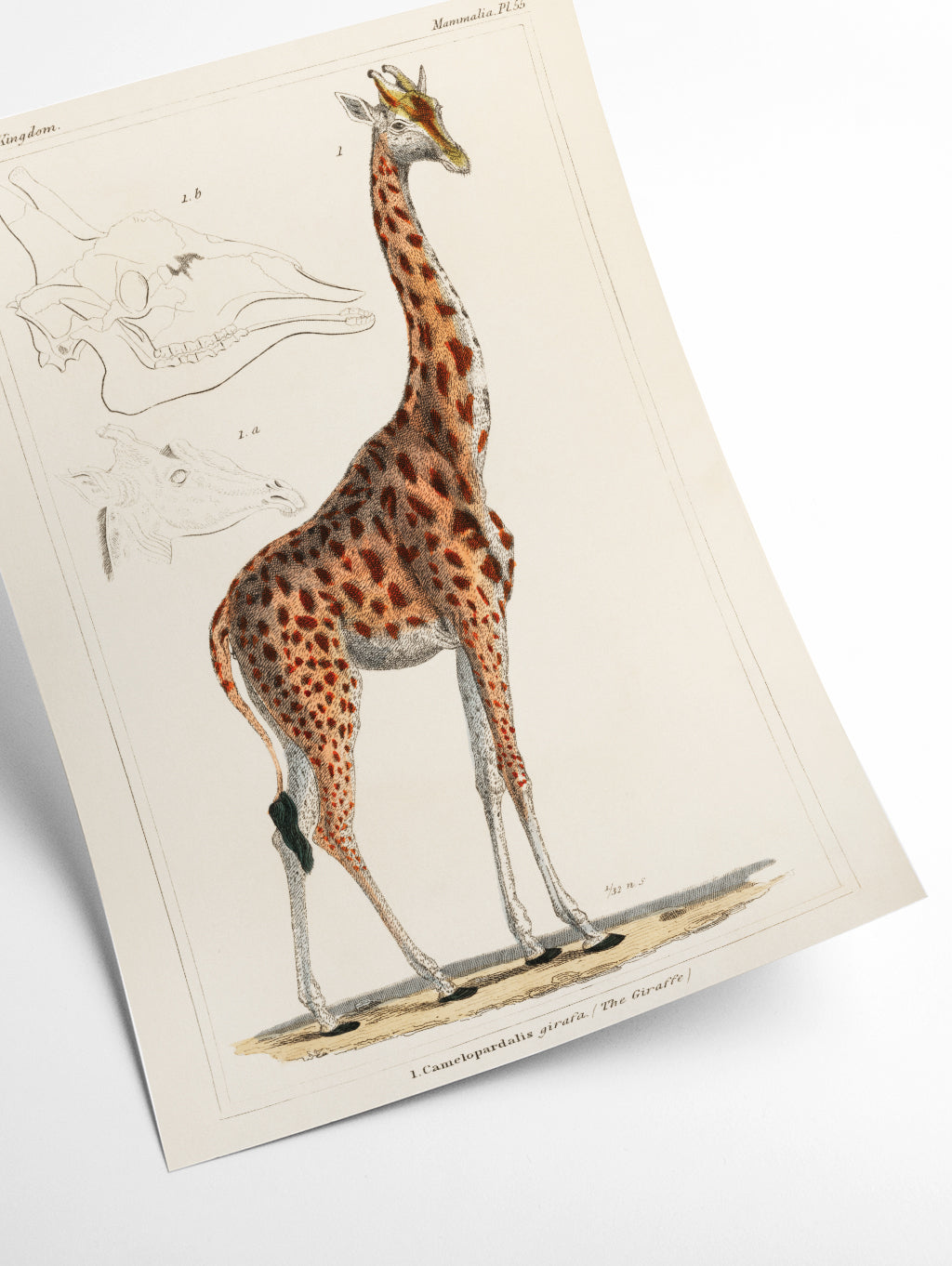 Animal kingdom - The giraffe