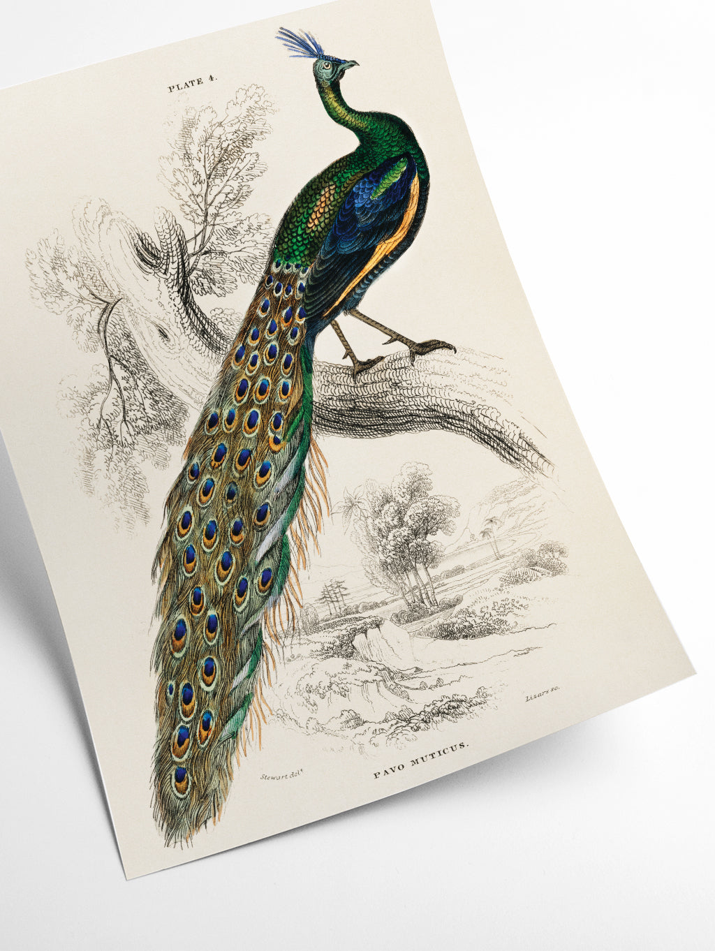 Animal kingdom - The peacock