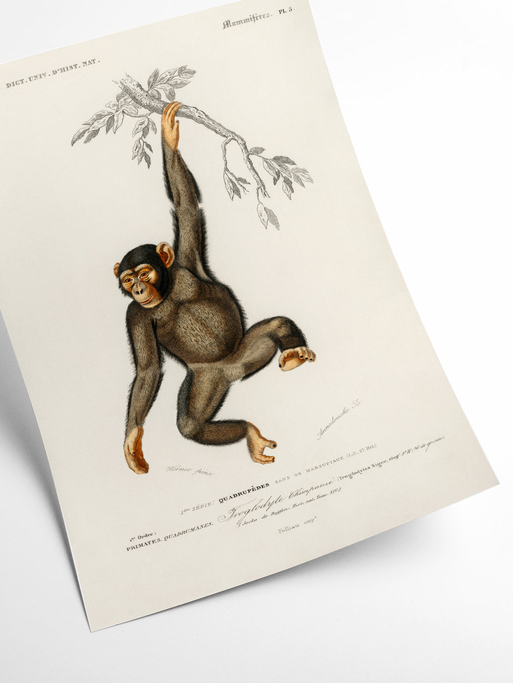 Chimpangze