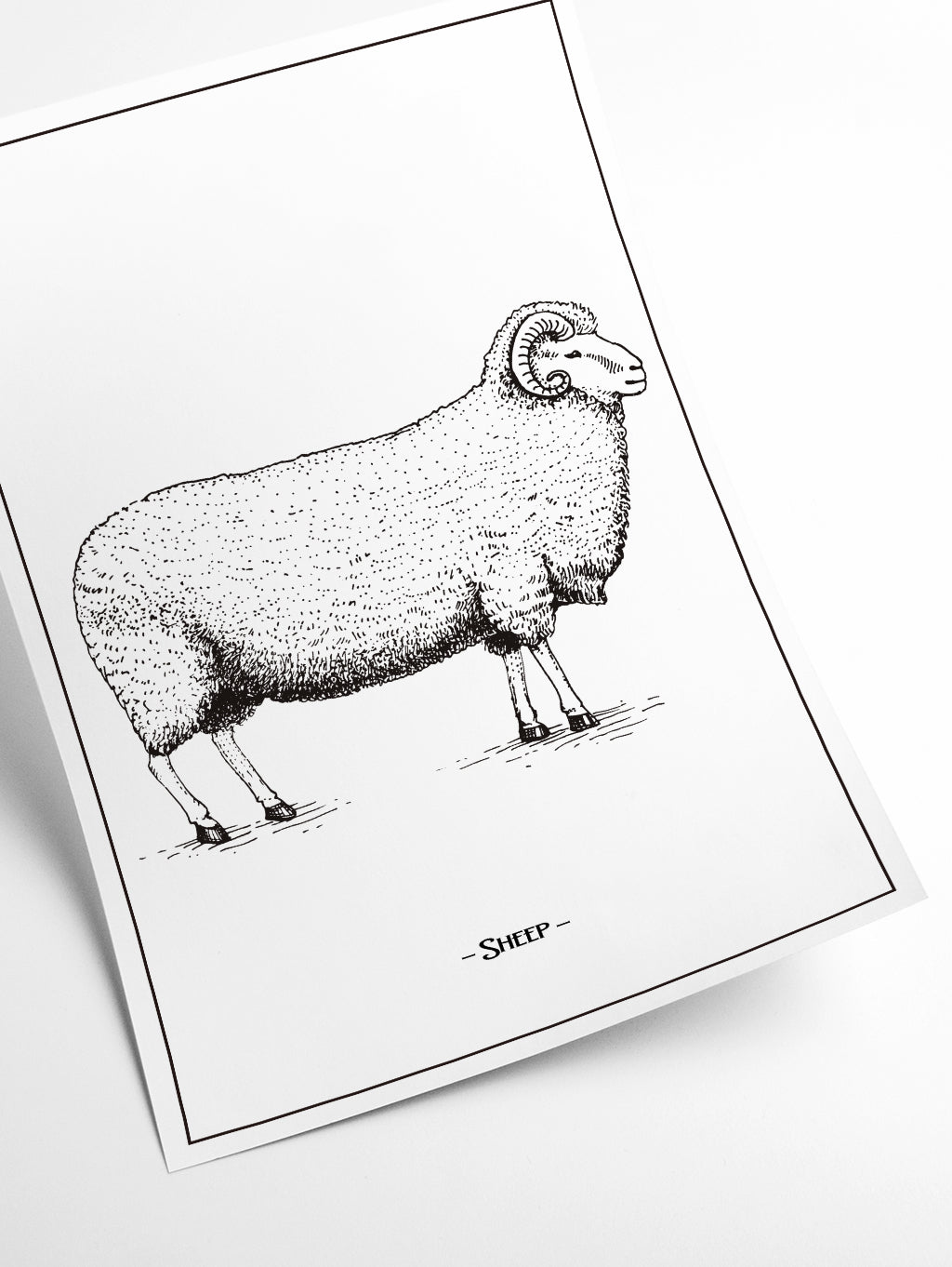 Sheep