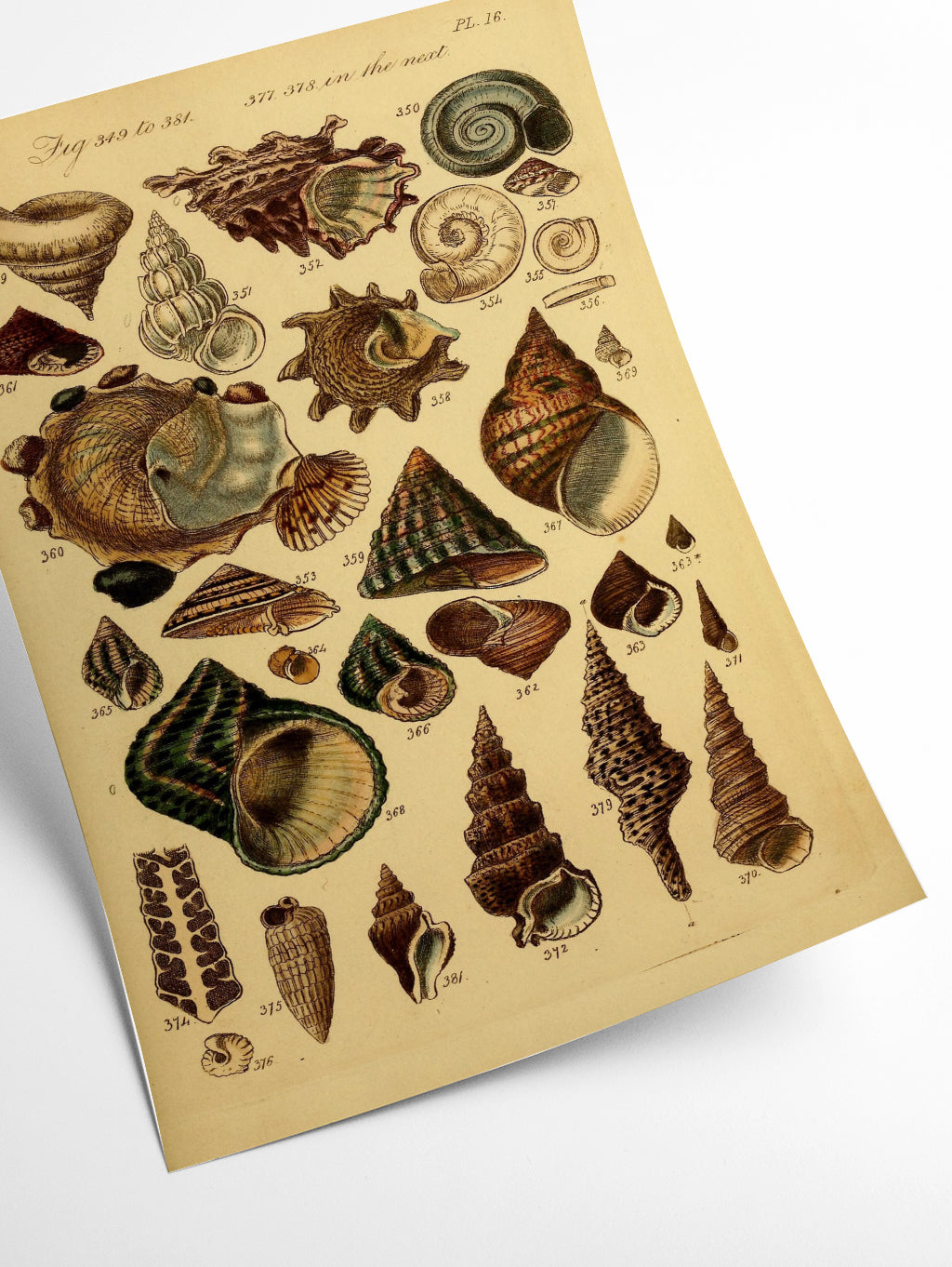 Vintage shells