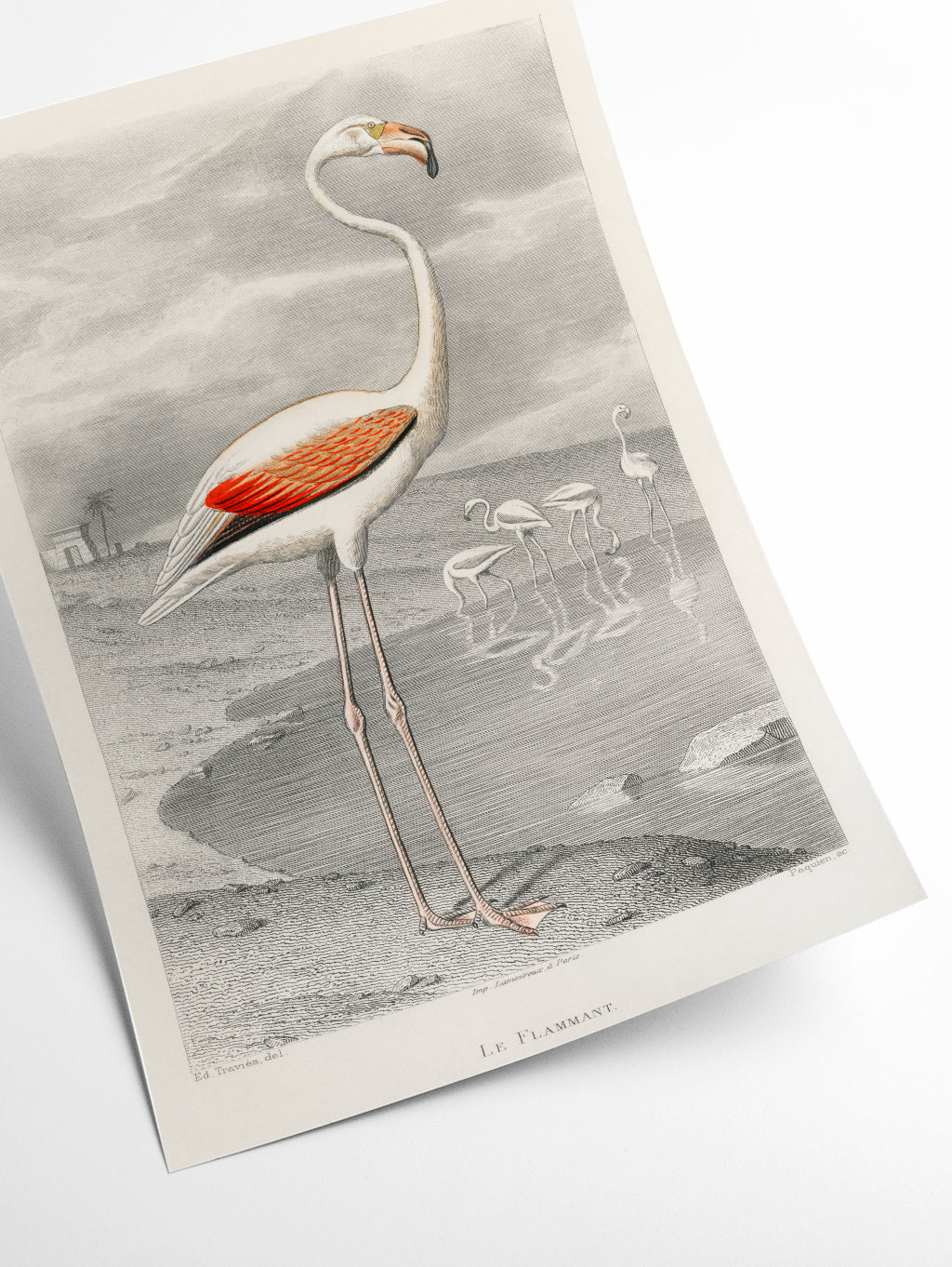 Flamingo