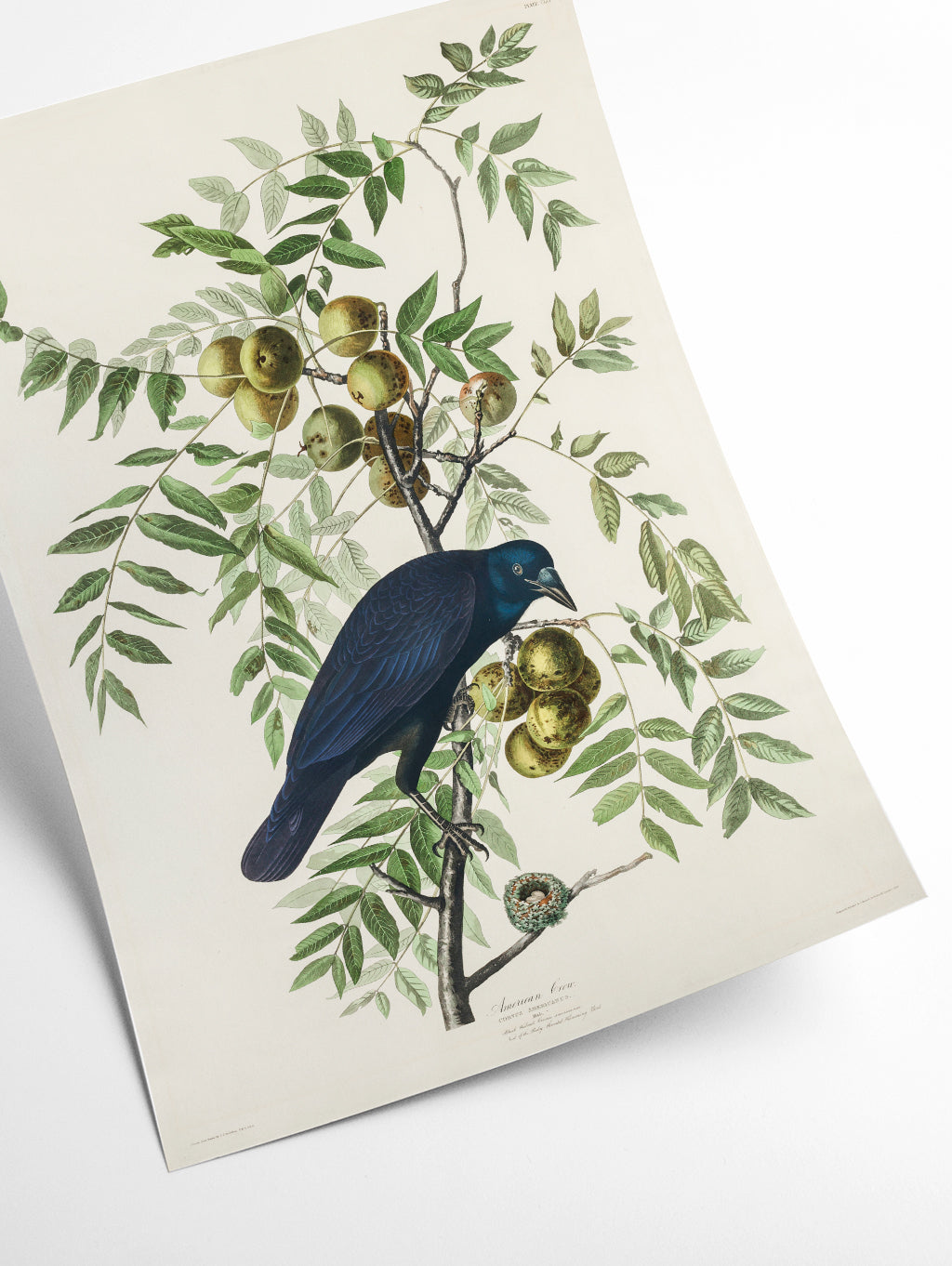 American Crow - Birds of America by John Audubon