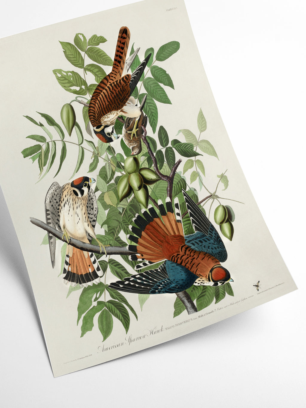 American Sparrow Hawk - Birds of America by John Audubon