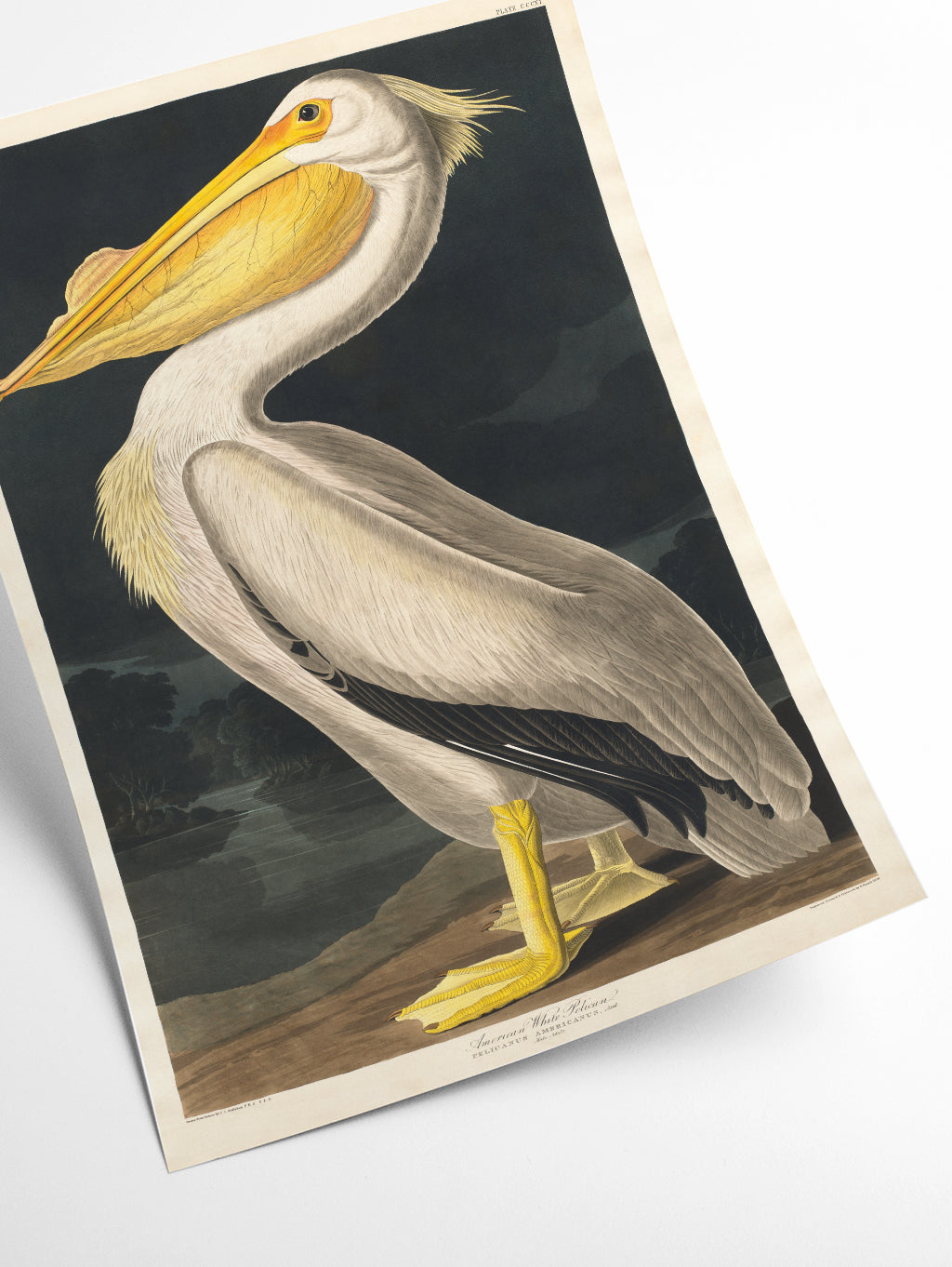 American White Pelican - Birds of America by John Audubon