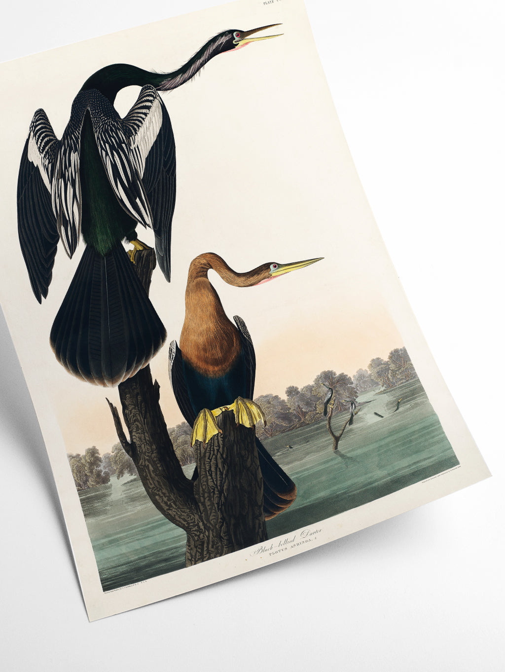 Black-bellied Darter - Birds of America by John Audubon