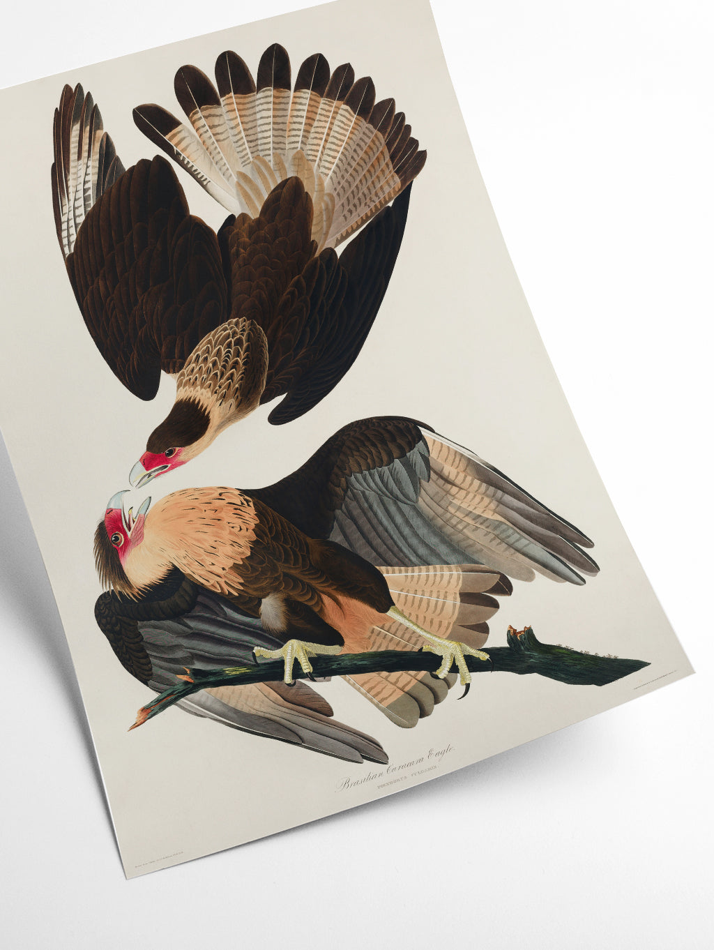Brasilian Caracara Eagle - Birds of America by John Audubon