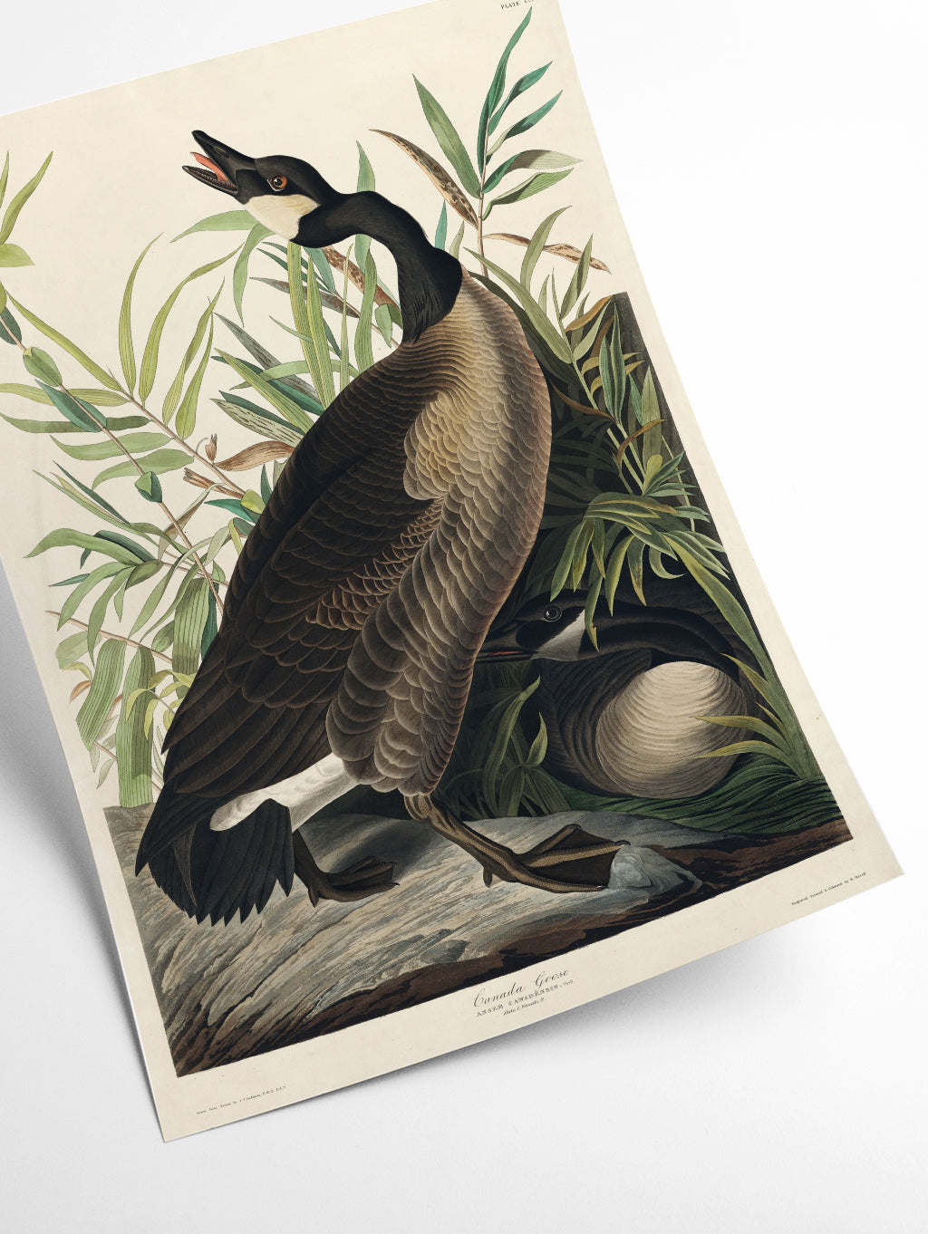 Canada Goose - Birds of America by John Audubon