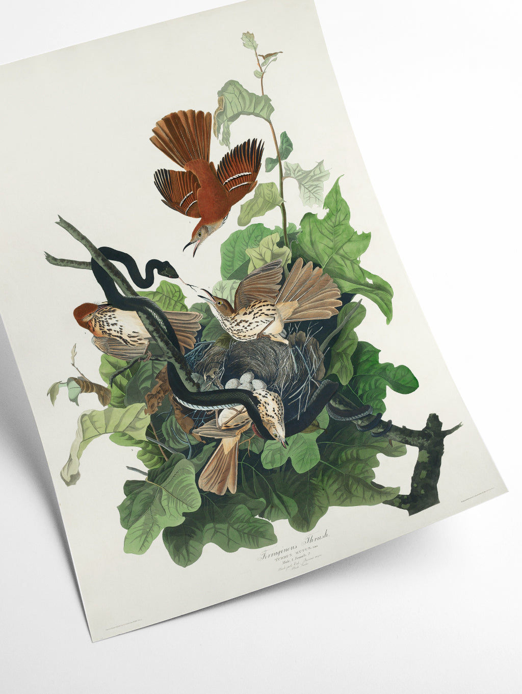 Ferruginous Thrush - Birds of America by John Audubon