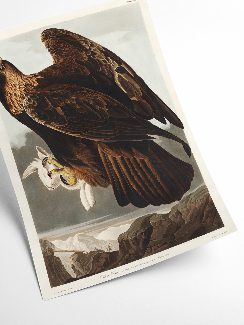 Golden Eagle - Birds of America by John Audubon