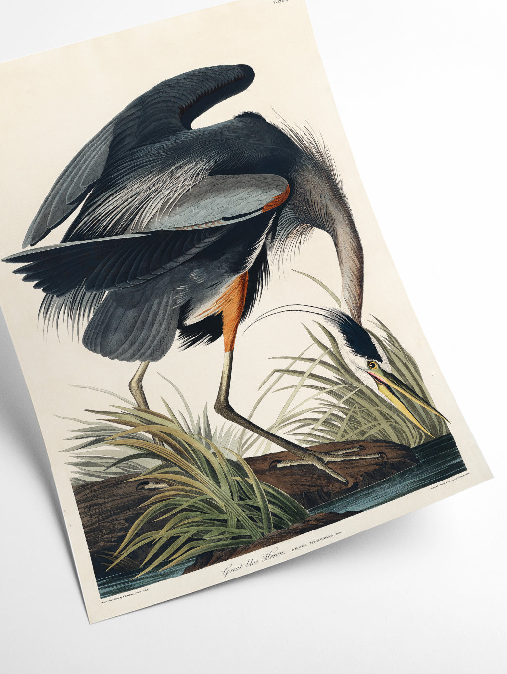 Great blue Heron - Birds of America by John Audubon