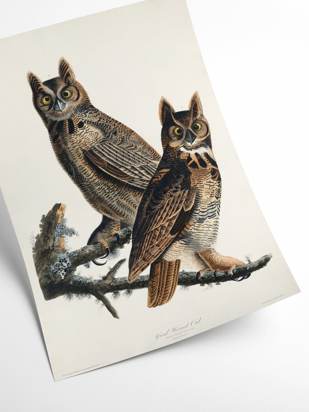 Great Horned Owl - Birds of America by John Audubon