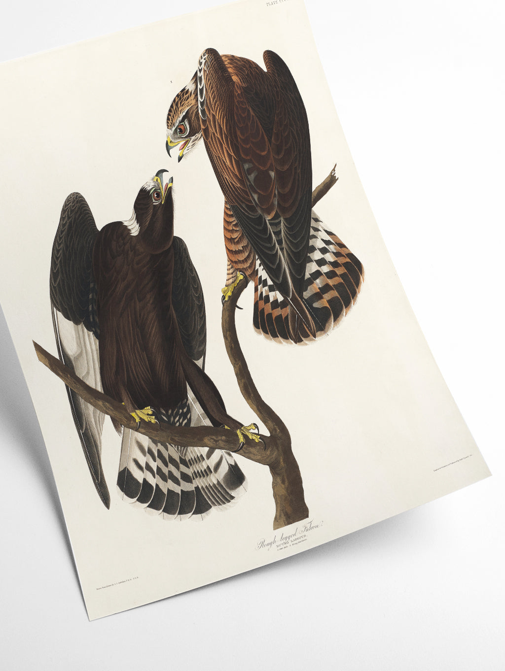 Rough-legged Falcon - Birds of America by John Audubon