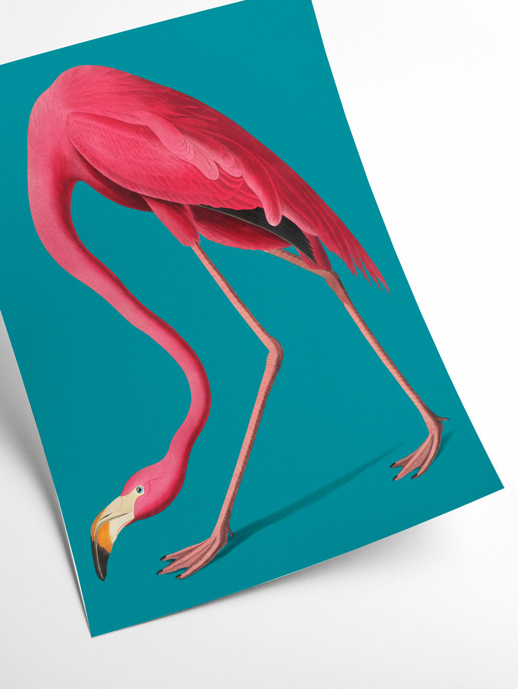 Vintage Illustration of Pink Flamingo