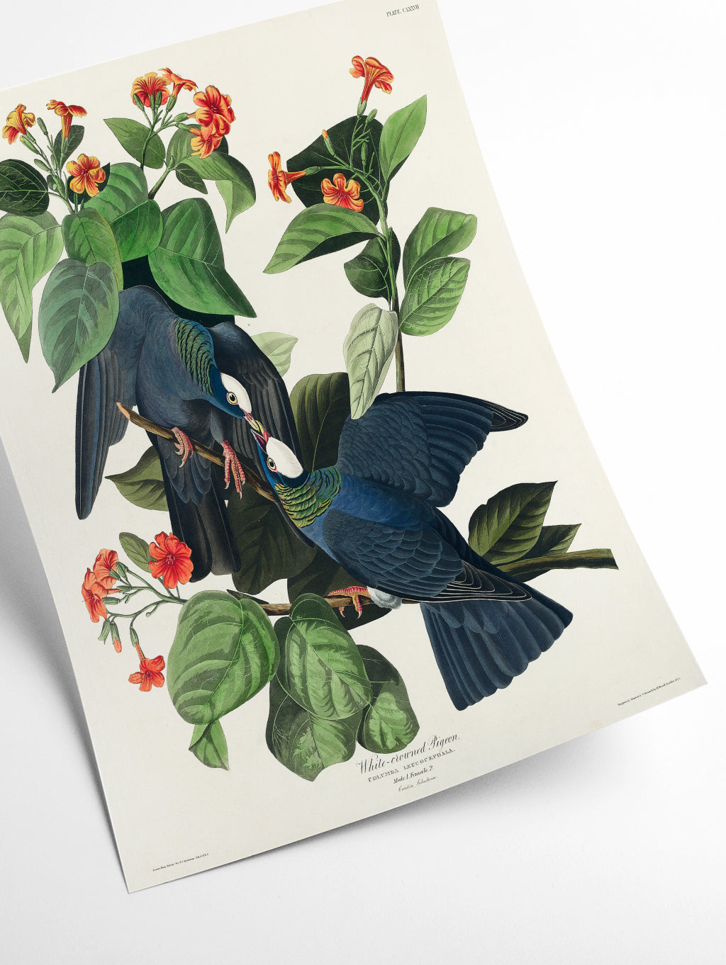 White-crowned Pigeon - Birds of America by John Audubon