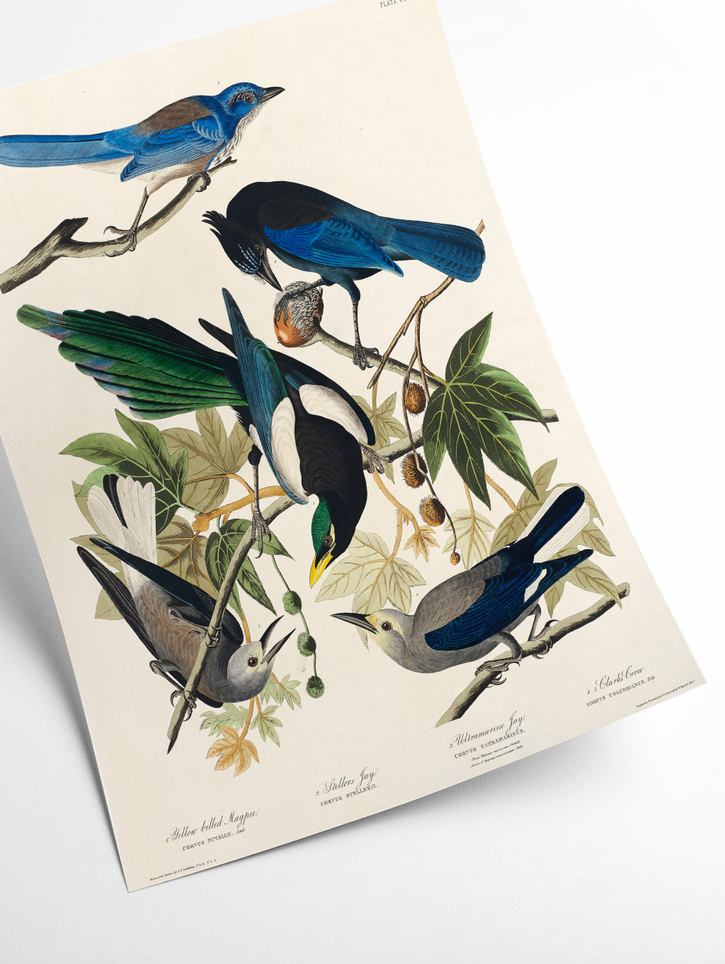 Yellow-Billed Magpie, Stellers Jay, Ultramarine Jay and Clark's Crow - Birds of America by John Audubon