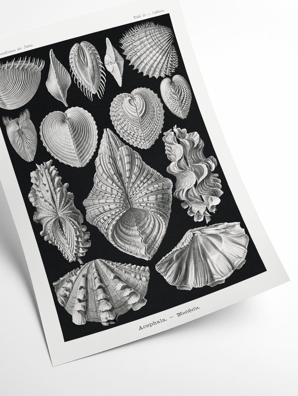Acephala–Muscheln by Ernst Haeckel