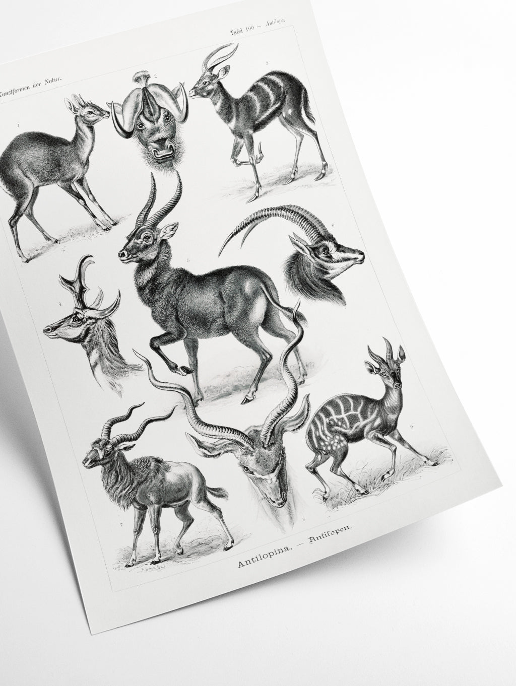 Antilopina–Antilopen by Ernst Haeckel