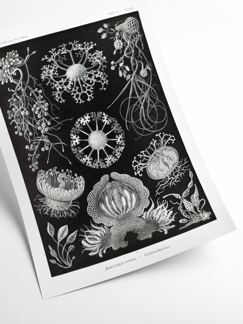 Ascomycetes–Schlauchpilze by Ernst Haeckel