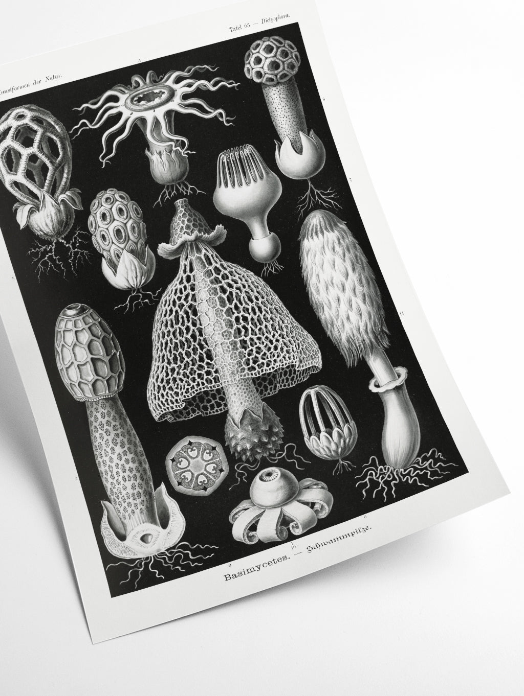Basimycetes–Schwammpilze by Ernst Haeckel