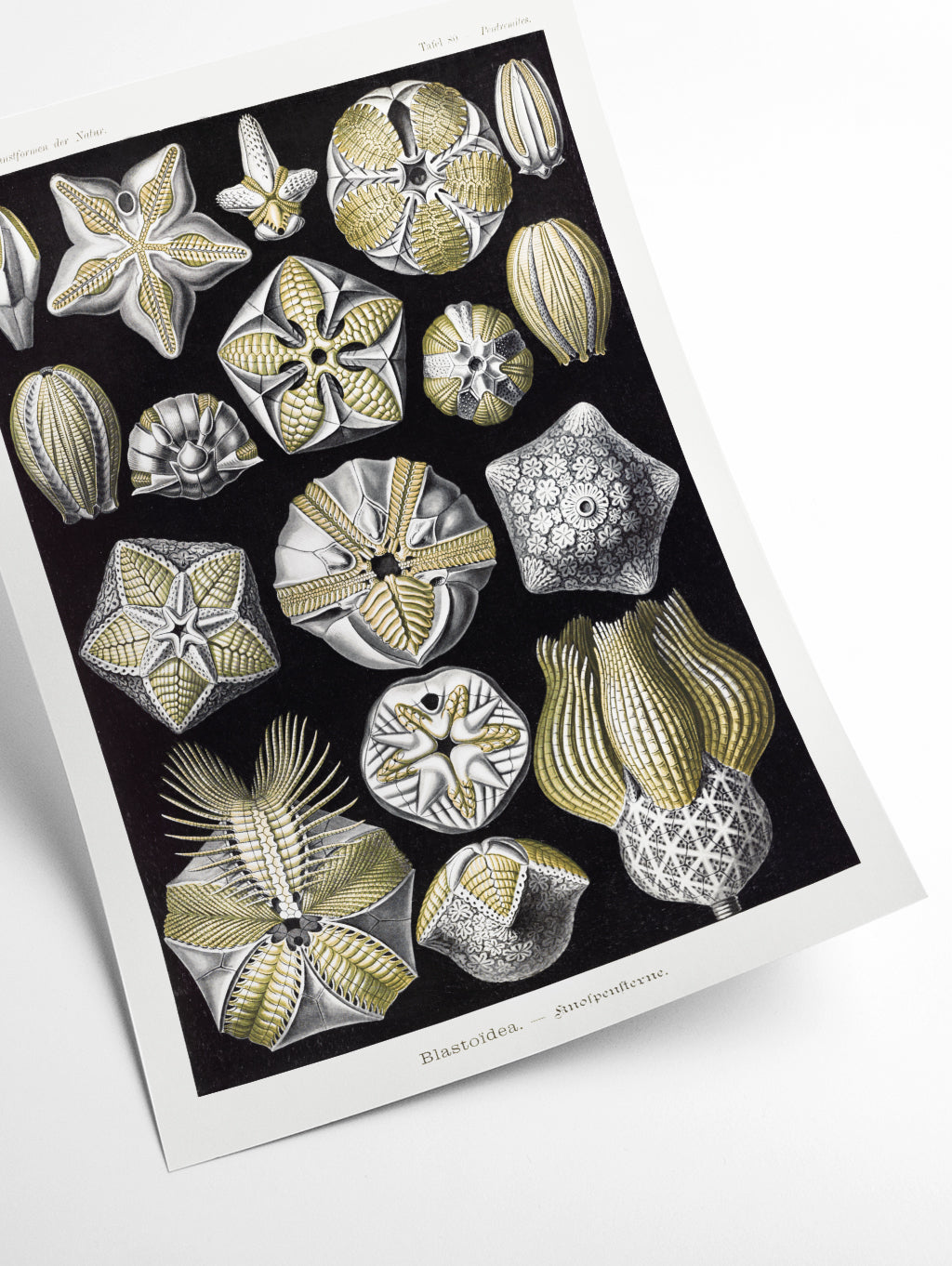 Blastoïdea–Knospensterne by Ernst Haeckel