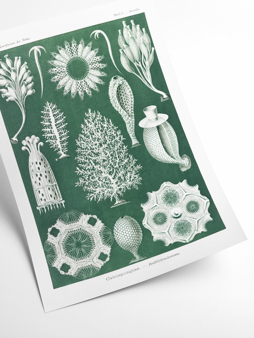 Calcispongiae–Kalkschwämme by Ernst Haeckel