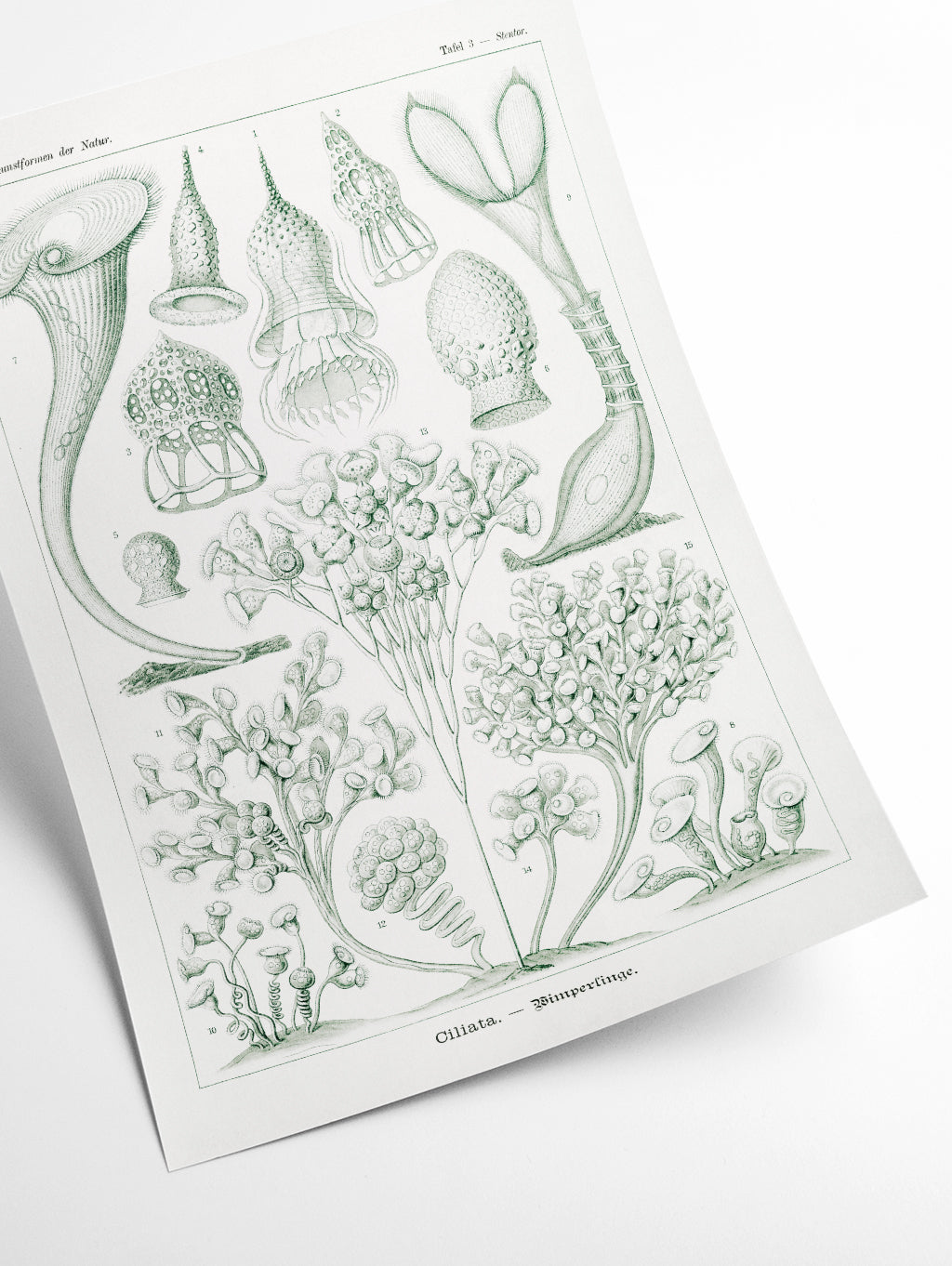Ciliata–Wimperlinge by Ernst Haeckel