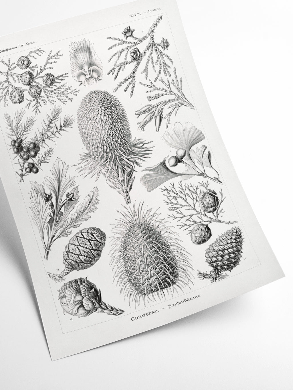 Coniferae–Bapfenbäume by Ernst Haeckel