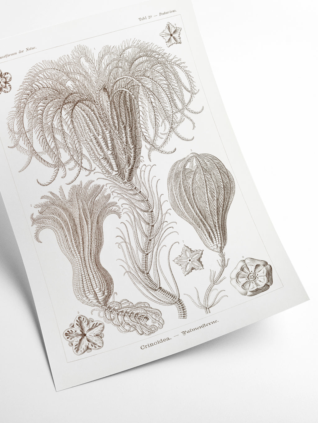 Crinoidea–Palmensterne by Ernst Haeckel