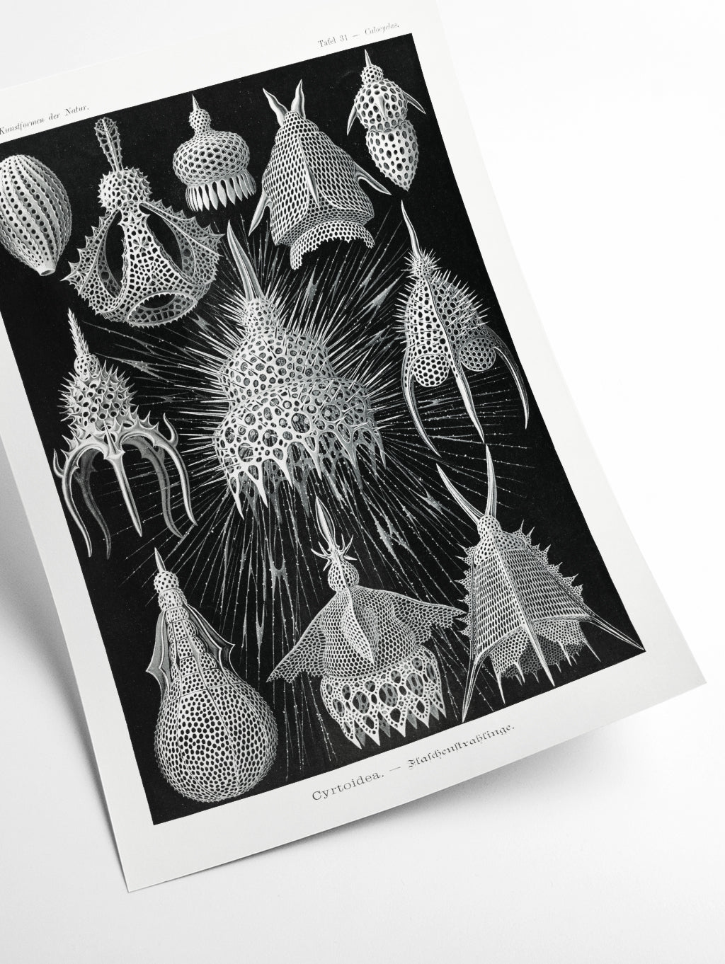 Crytoidea–Flaschenstrahlinge by Ernst Haeckel