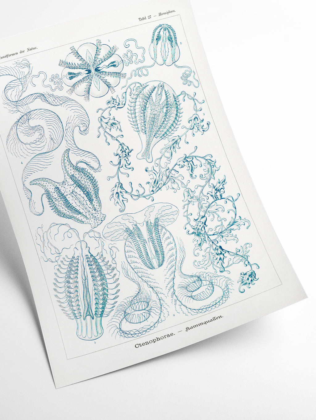 Ctenophorae–Kammquallen by Ernst Haeckel