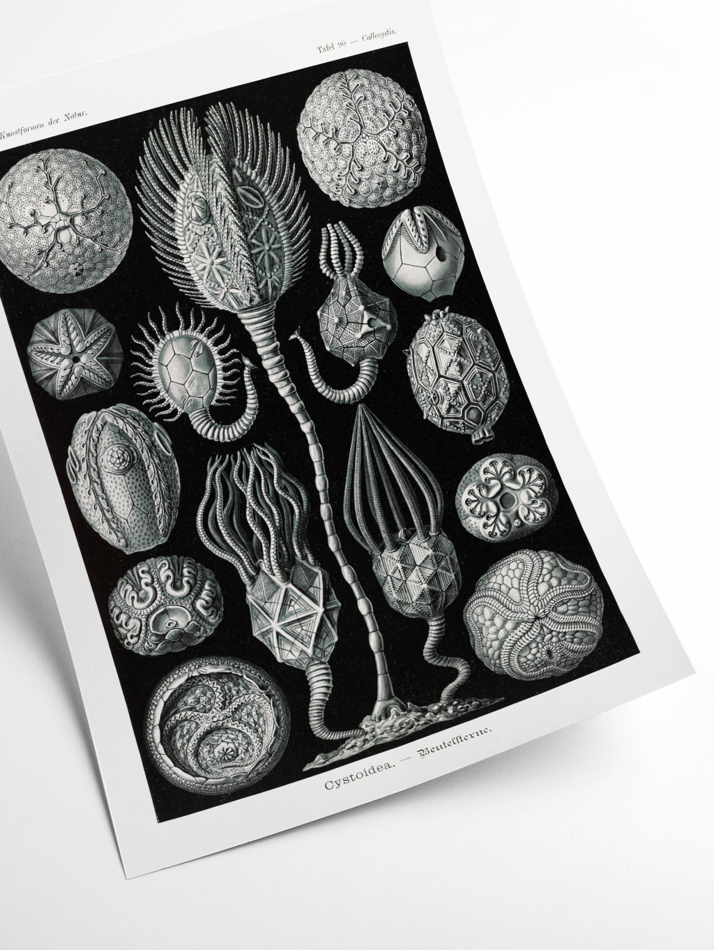 Cystoidea–Beutelsterne by Ernst Haeckel
