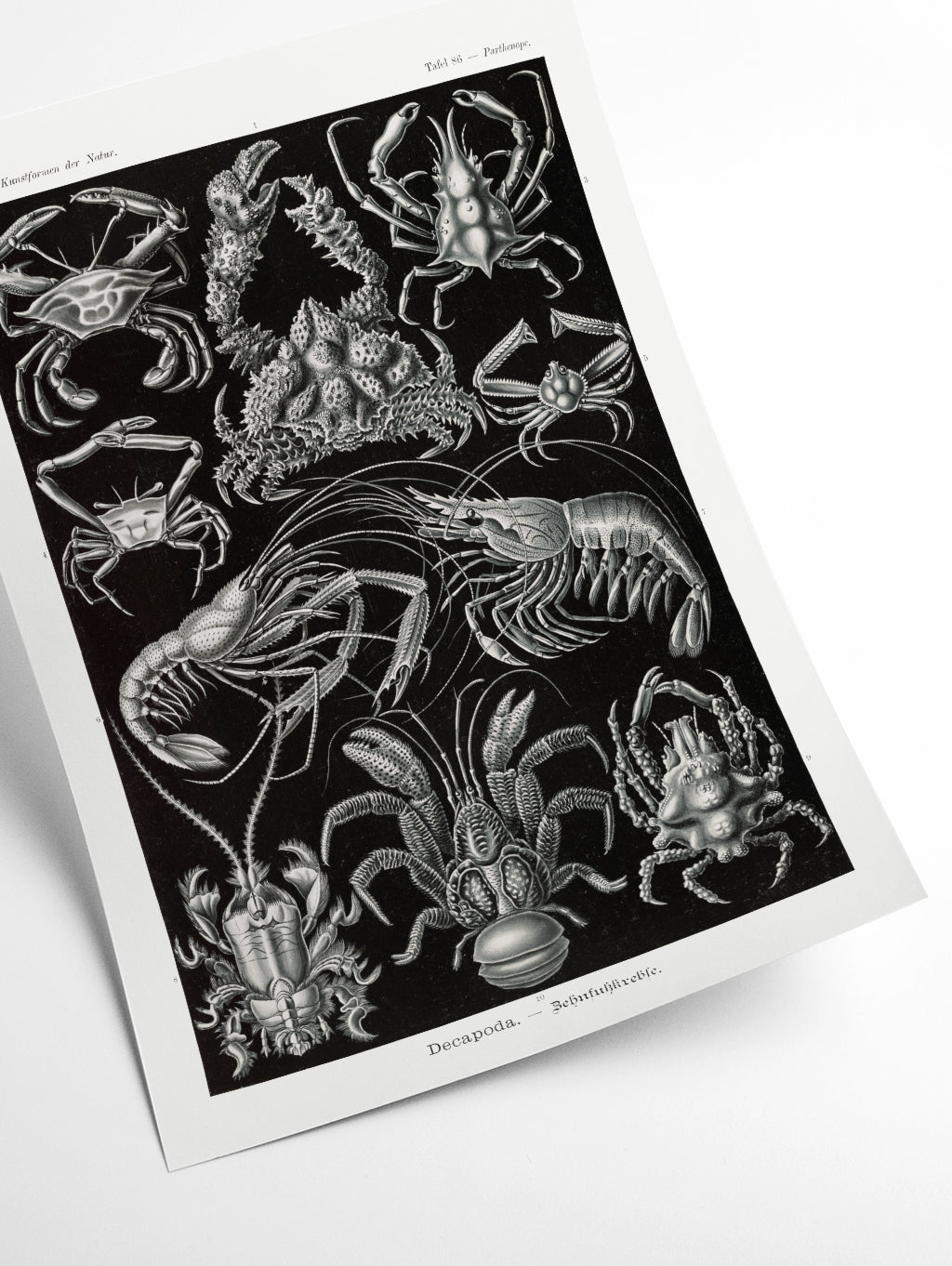 Decapoda–Behnfukkreble by Ernst Haeckel
