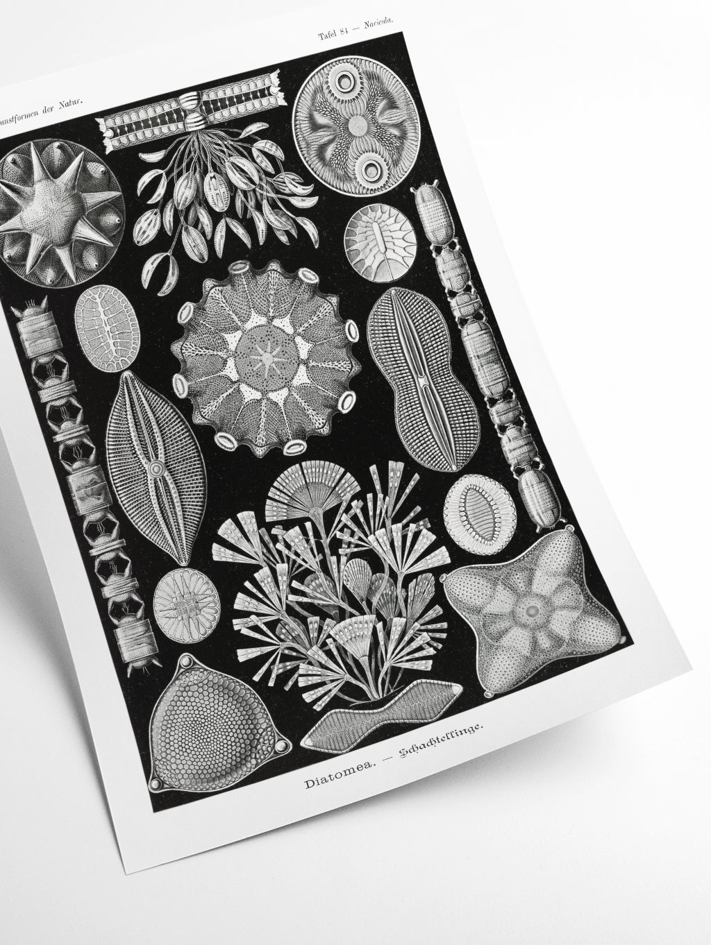 Diatomea–Schachtellinge by Ernst Haeckel
