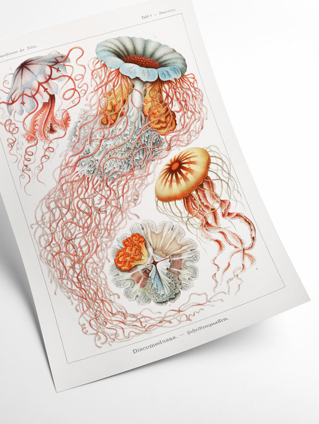 Discomedusae–Scheibenquallen II by Ernst Haeckel