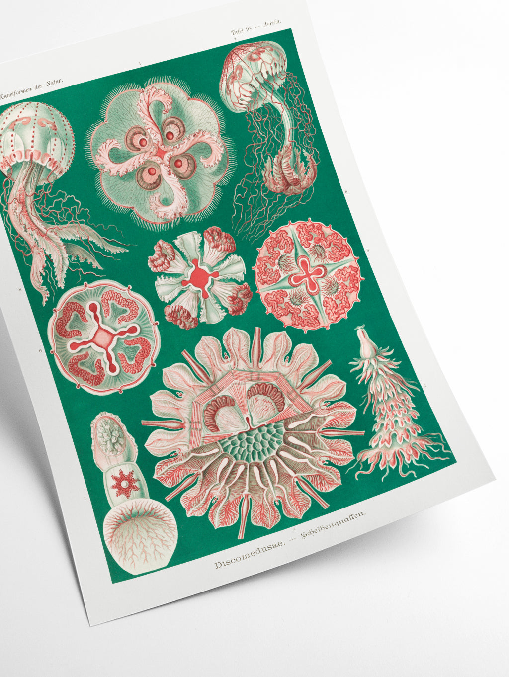 Discomedusae–Scheibenquallen IIII by Ernst Haeckel