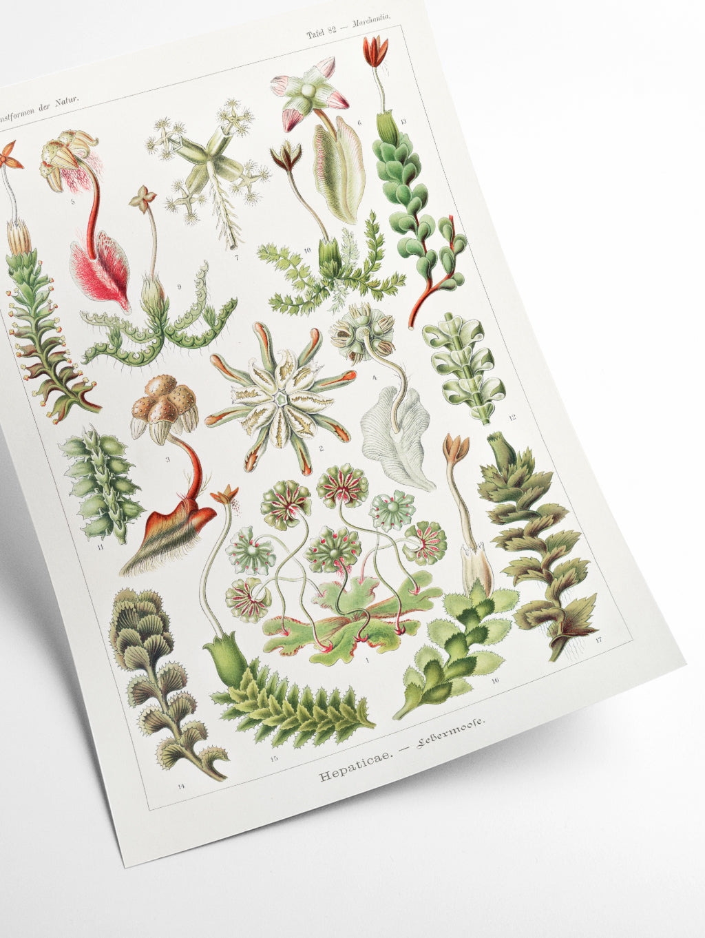 Hepaticae–Lebermoose by Ernst Haeckel