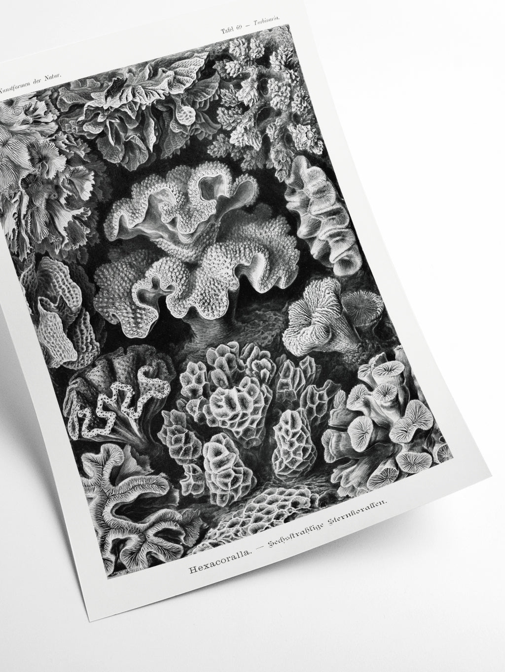 Hexacoralla–Sechsstrahlige Sternkorallen II by Ernst Haeckel
