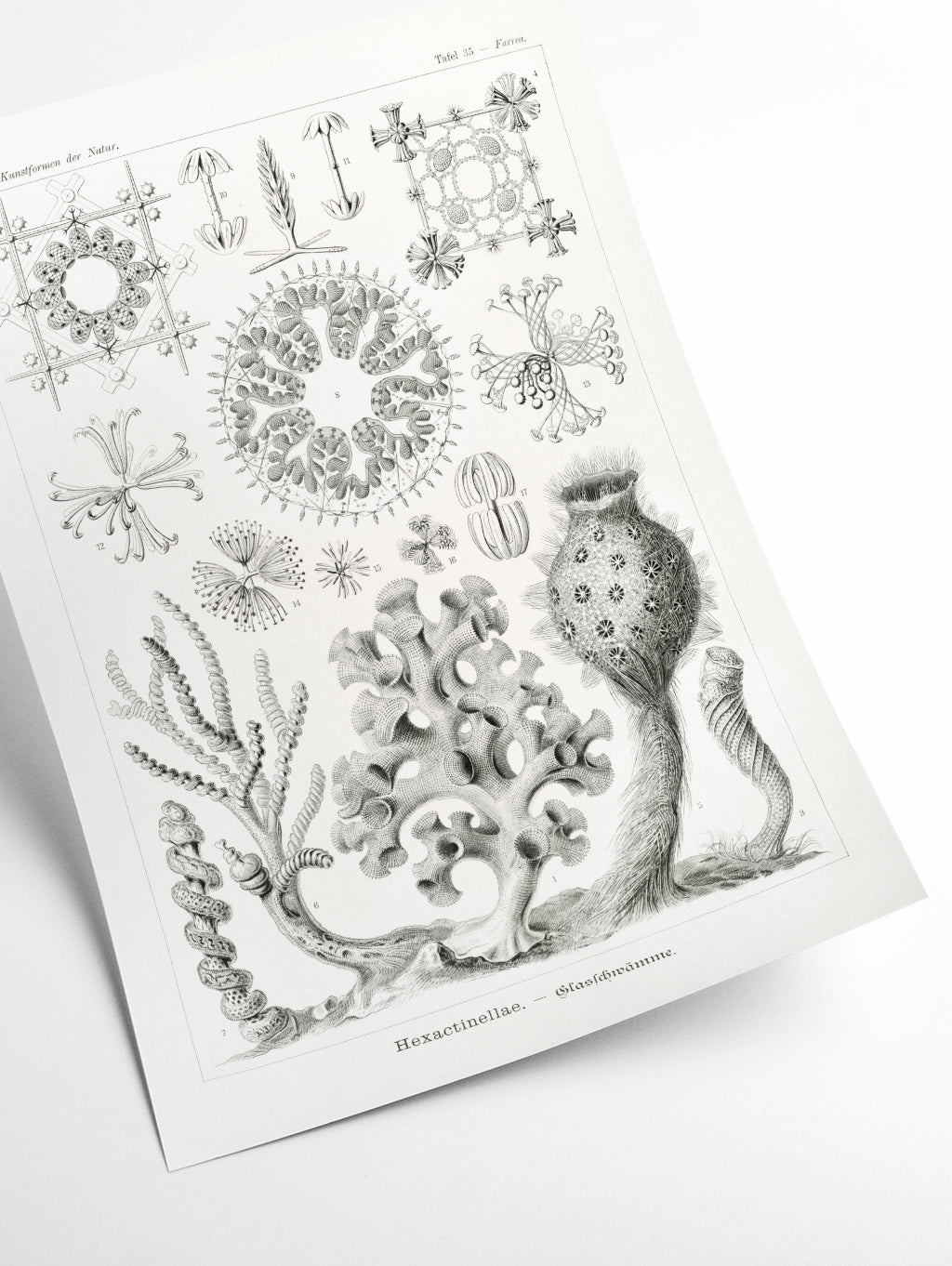 Hexactinellae–Glasschwämme by Ernst Haeckel